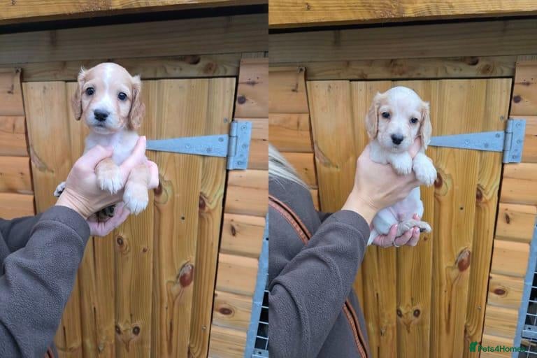 Cocker Spaniel dogs 2 boys left - Legally Docked, KC Cocker Spaniel - Advert 17