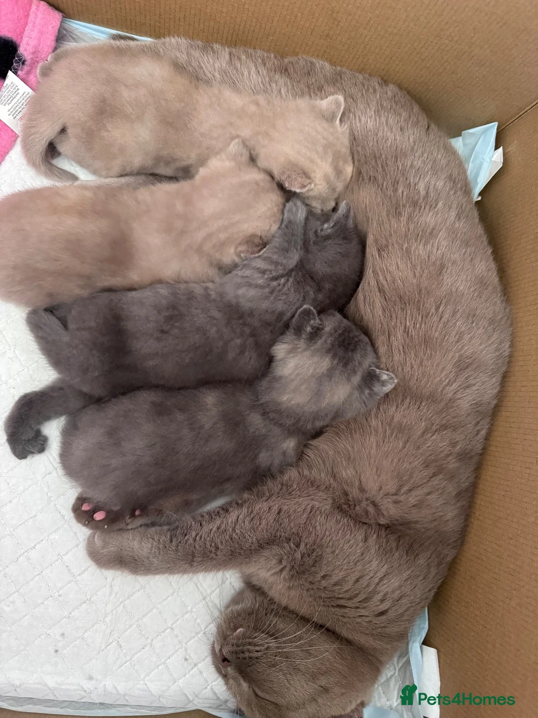 British Shorthair cats for sale: Cream and blue British shorthair kittens  in Barnstaple - Advert 1