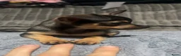 Chihuahua dogs for sale: Beautiful chihuahua puppies looking for a home in Lyndhurst - Advert 12