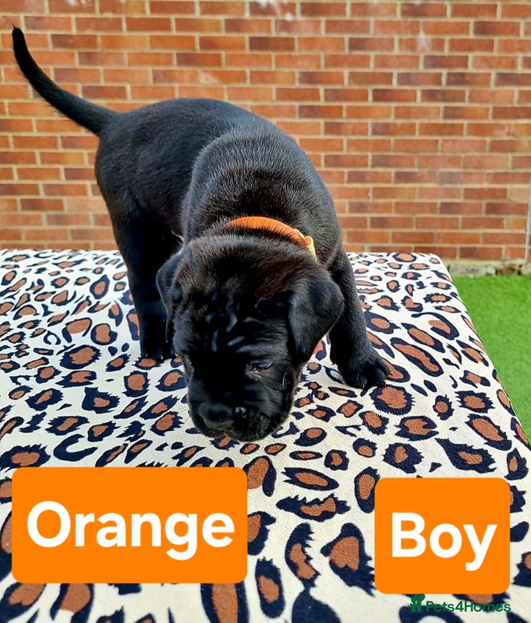 Cane Corso dogs for sale: Pedigree Cane Corso Puppies  - Image 11