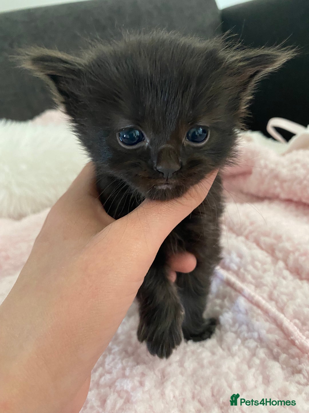Mixed Breed cats for sale: 6 adorable kittens  - Image 1