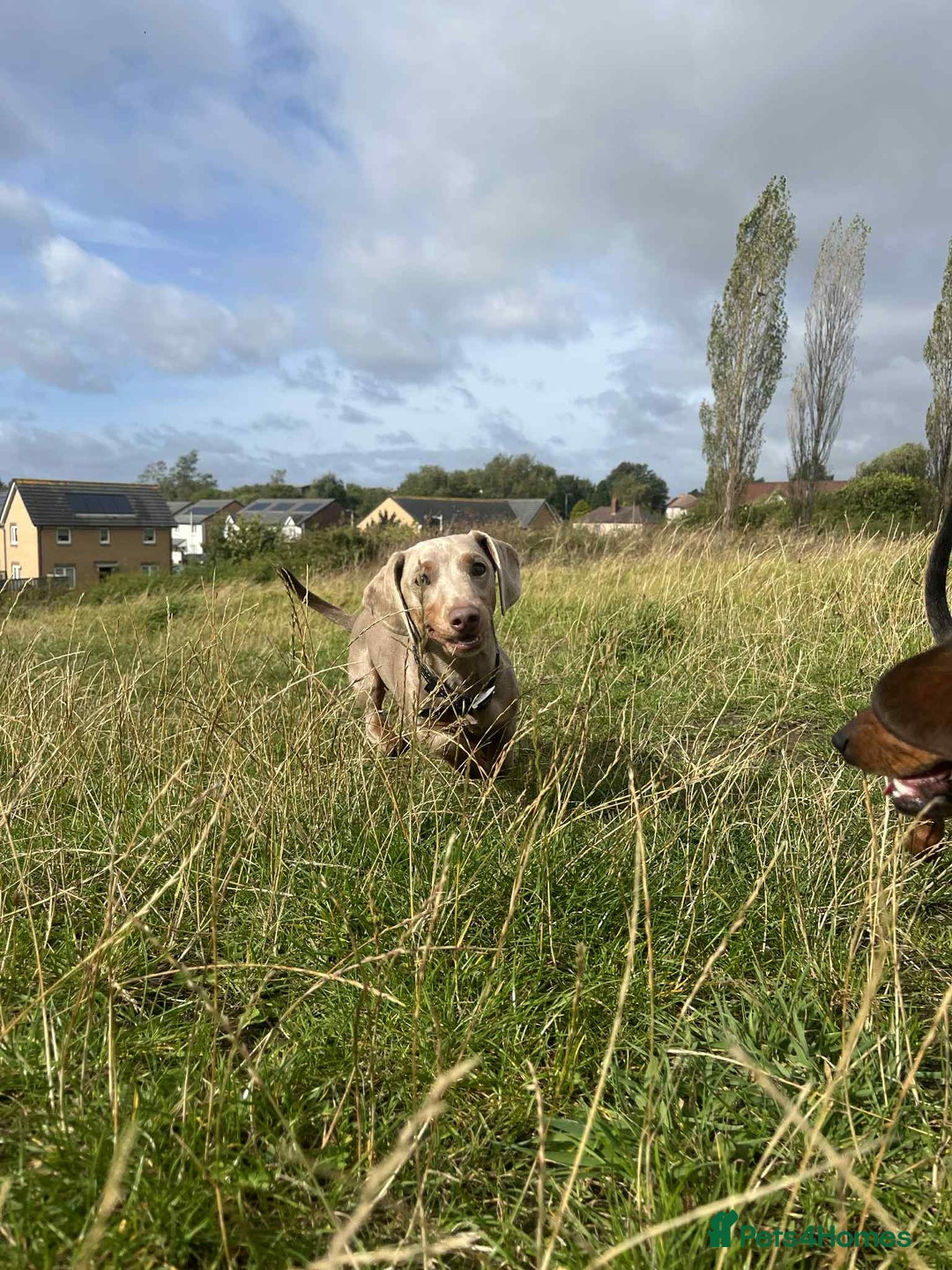 Miniature Dachshund dogs for sale: Miniature dachshund (1 girl left) - Advert 31