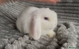 Mini Lop rabbits for sale: BEAUTIFUL MINI LOP BABIES READY NOW  - Image 10