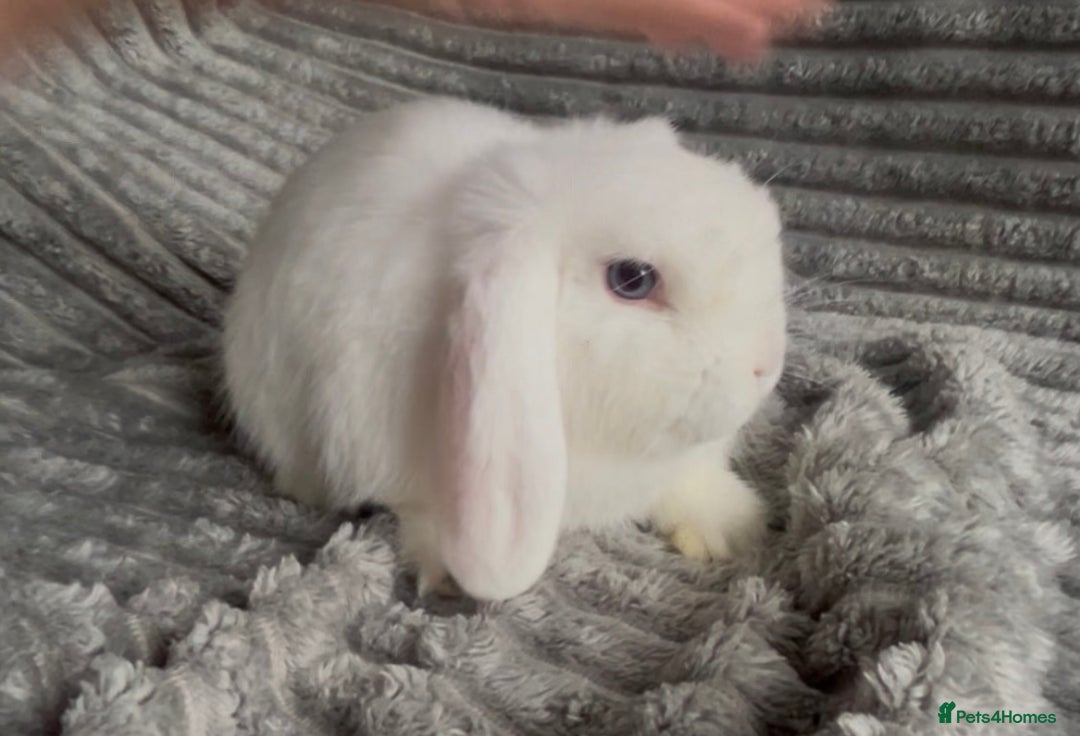 Mini Lop rabbits for sale: BEAUTIFUL MINI LOP BABIES READY NOW  - Image 10
