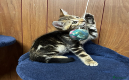Bengal cats for sale: ​​Bengal Mix - Boy Kitten. Ready 2 Go! - Image 1