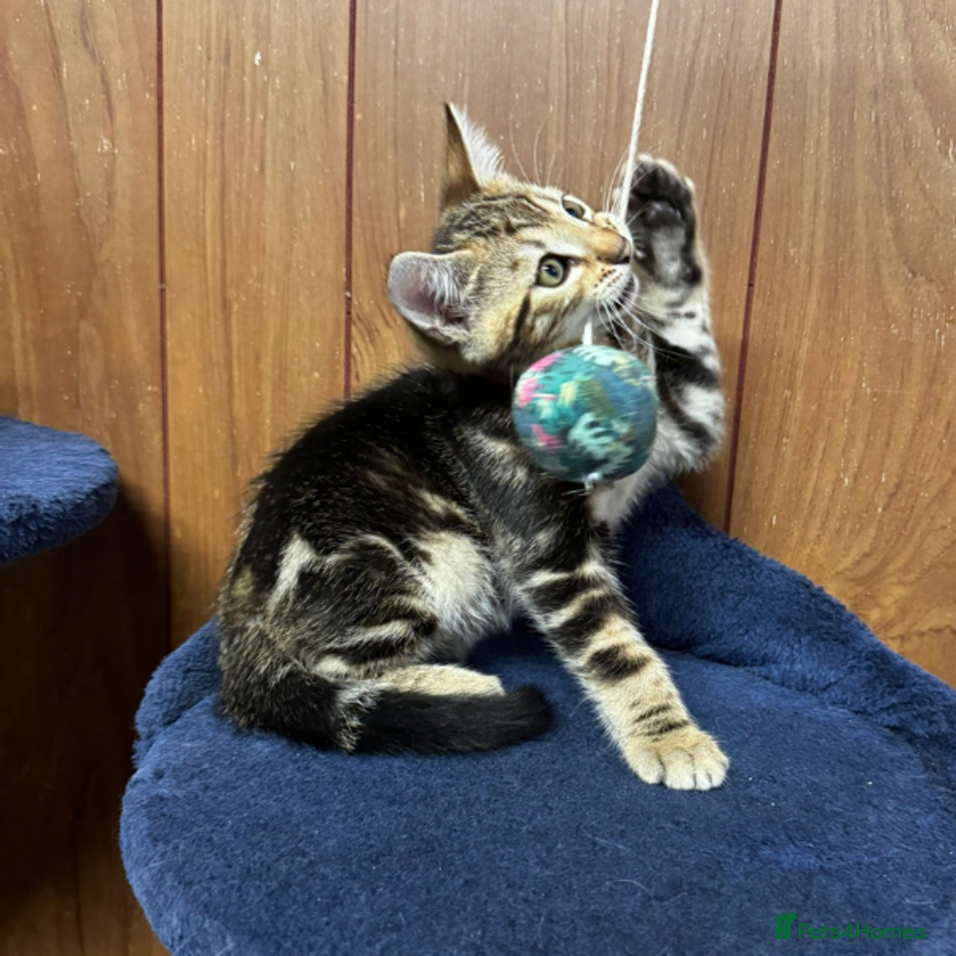 Bengal cats for sale: ​​Bengal Mix - Boy Kitten. Ready 2 Go! - Image 1