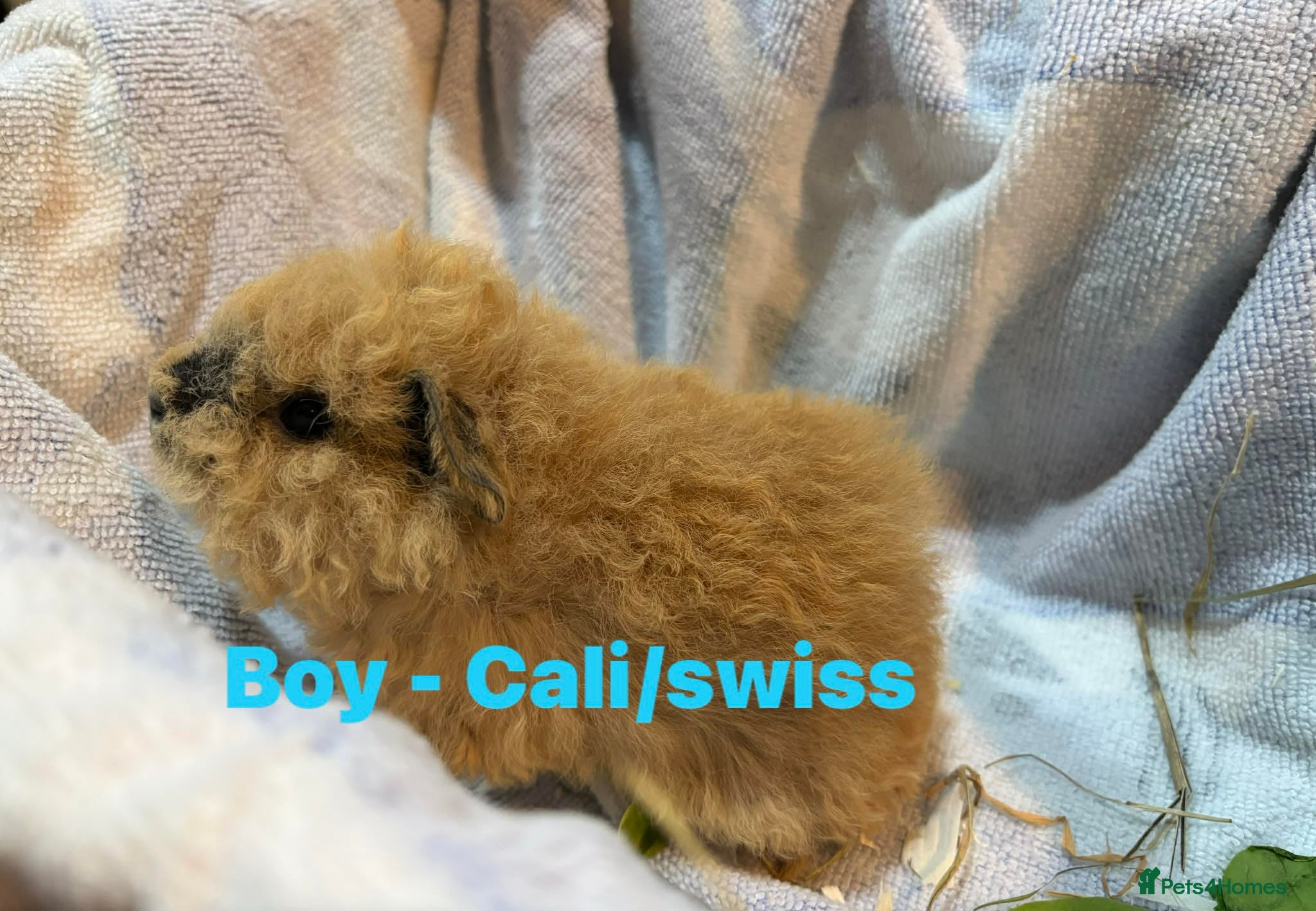 Guinea Pig rodents Ready to leave - Male & Female Guinea pigs  - Advert 9