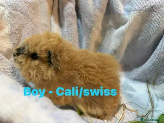 Guinea Pig rodents Ready to leave - Male & Female Guinea pigs - Advert 9