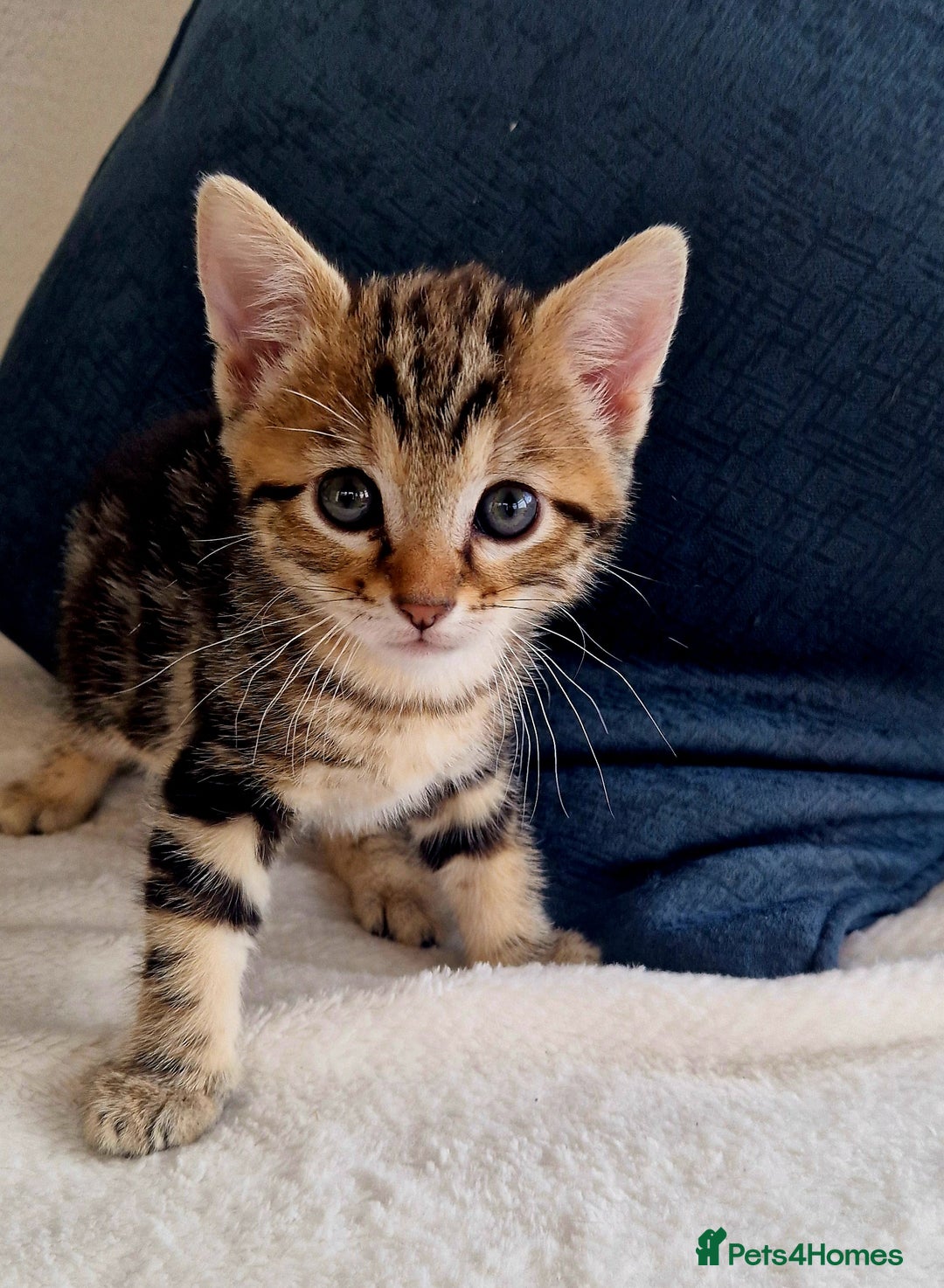 Bengal cats for sale: 2 female half bengal kittens - Image 7