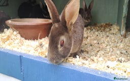 Rex rabbits for sale: Standard Rex rabbits  - Image 1