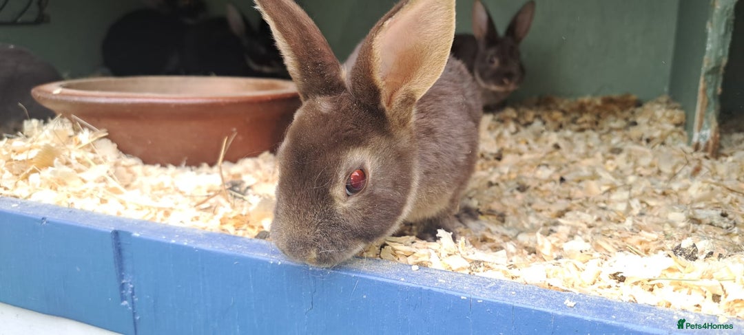 Rex rabbits for sale: Standard Rex rabbits  - Image 1