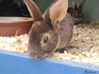 Rex rabbits - Advert 22