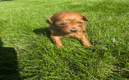 Miniature Poodle dogs for sale: KC registered Miniature Red poodles for Sale - Image 18