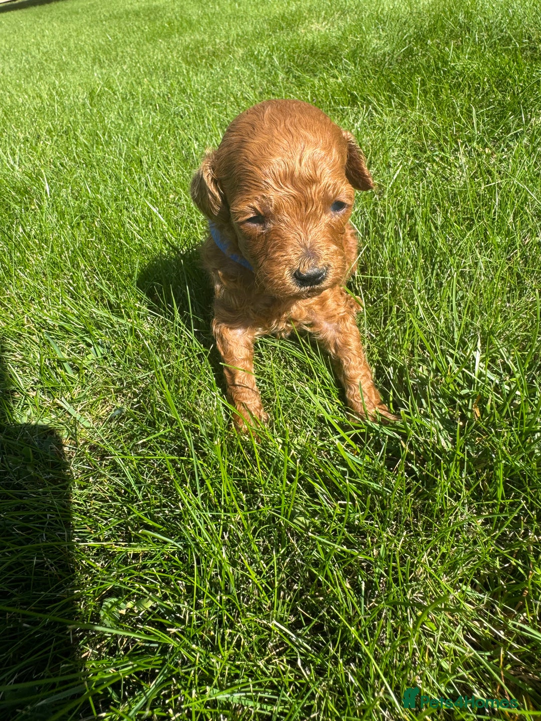 Miniature Poodle dogs for sale: KC registered Miniature Red poodles for Sale - Image 18