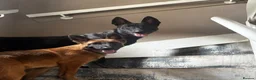 Belgian Shepherd Dog dogs for sale: 18 week old Belgian Malinois seeking forever home in Hamilton - Advert 2