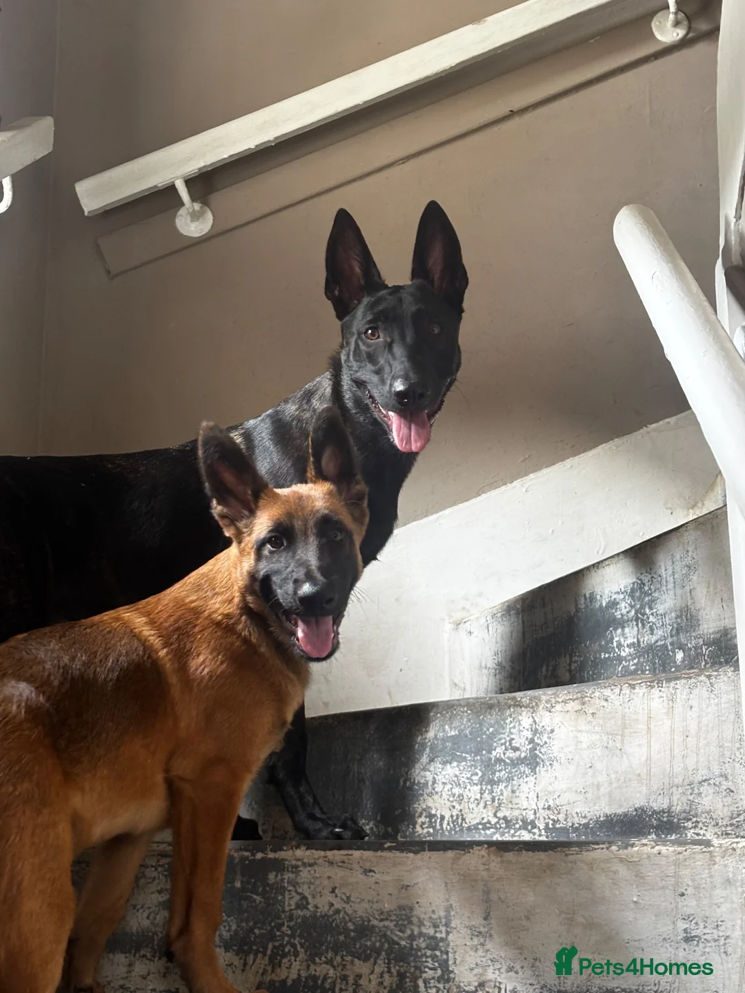 Belgian Shepherd Dog dogs for sale: 18 week old Belgian Malinois seeking forever home in Hamilton - Advert 2