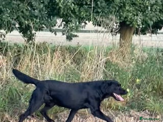 Labrador Retriever dogs in Burton-on-Trent - Advert 23