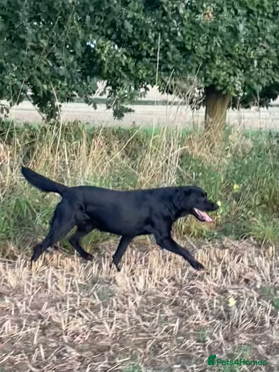 Labrador Retriever dogs for stud: Health Tested Working Labrador Retriever for stud in Burton-on-Trent - Advert 2