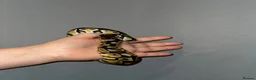 Python Snake reptiles for sale: Royal ball python  - Advert 7