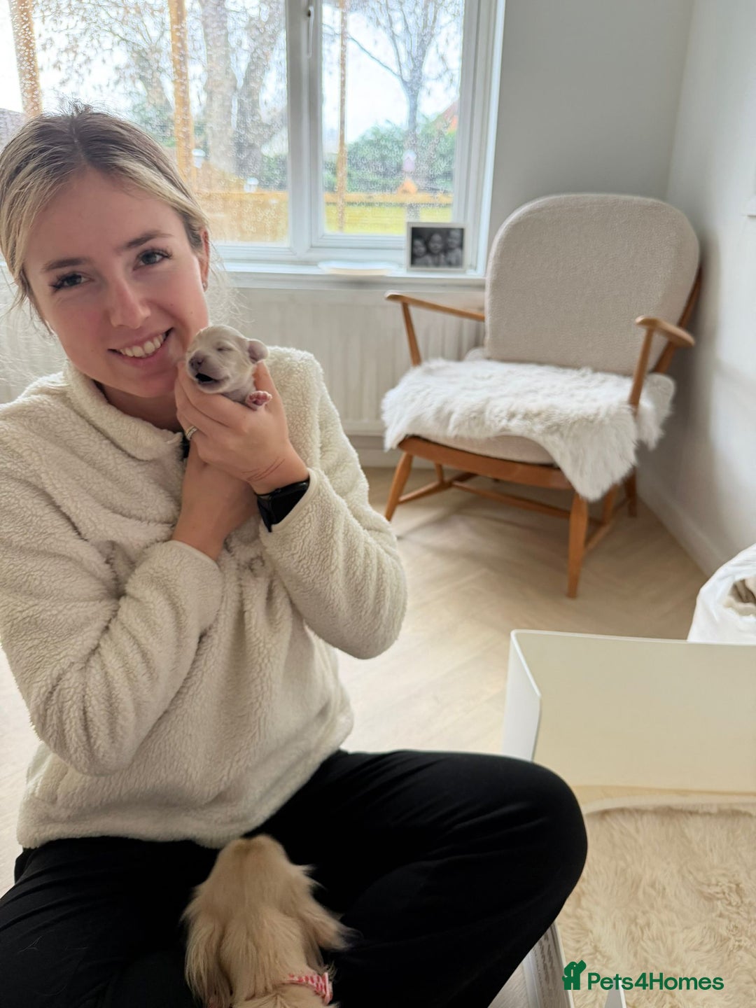 Miniature Dachshund dogs for sale: Platinum Clear Cream Miniature Dachshund - Advert 6