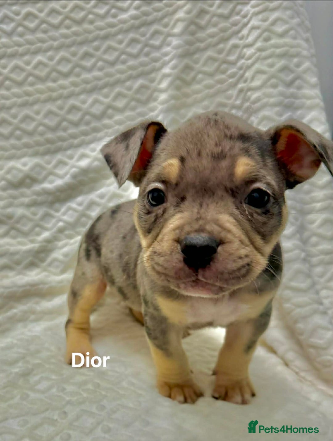 American Bully dogs for sale: ABKC Micro exotic pocket bully pups  - Advert 5