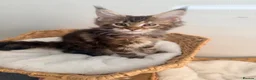 Maine Coon cats for sale: Outstanding show quality Maine coon kittens.  - Advert 28