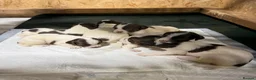 English Springer Spaniel dogs for sale: KC Springer Spaniel puppies for sale  - Advert 4