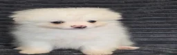 Pomeranian dogs for sale: Beautiful pomeranian  puppies ready to go - Advert 21
