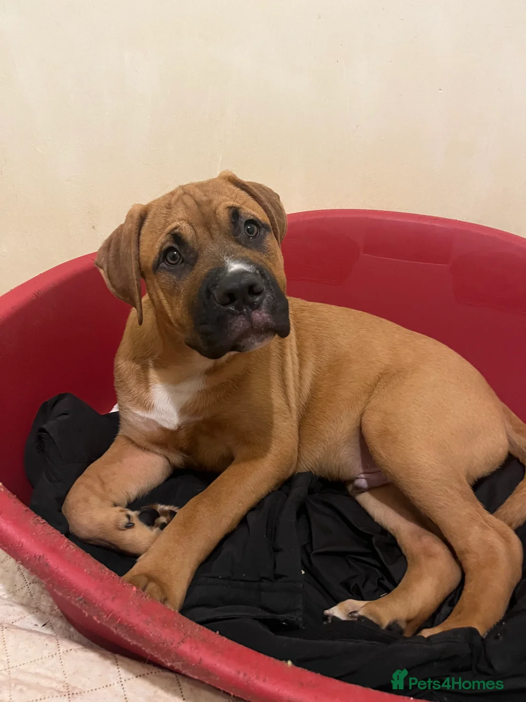 Mixed Breed dogs for sale: 3 beautiful babies left 😍 - Advert 1