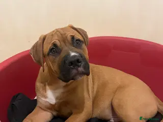 Mixed Breed dogs 3 beautiful babies left 😍 - Advert 1