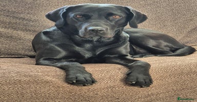 Labrador Retriever dogs - Advert 2