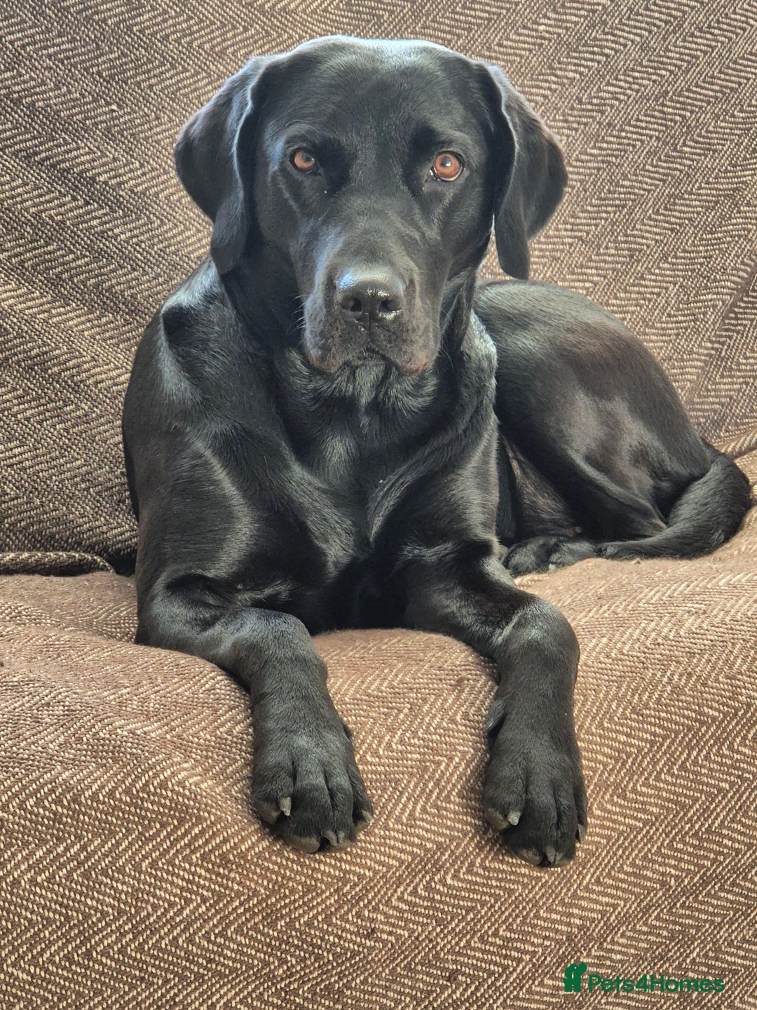 Labrador Retriever dogs for sale: Black Labrador Retreiver pups - Image 2