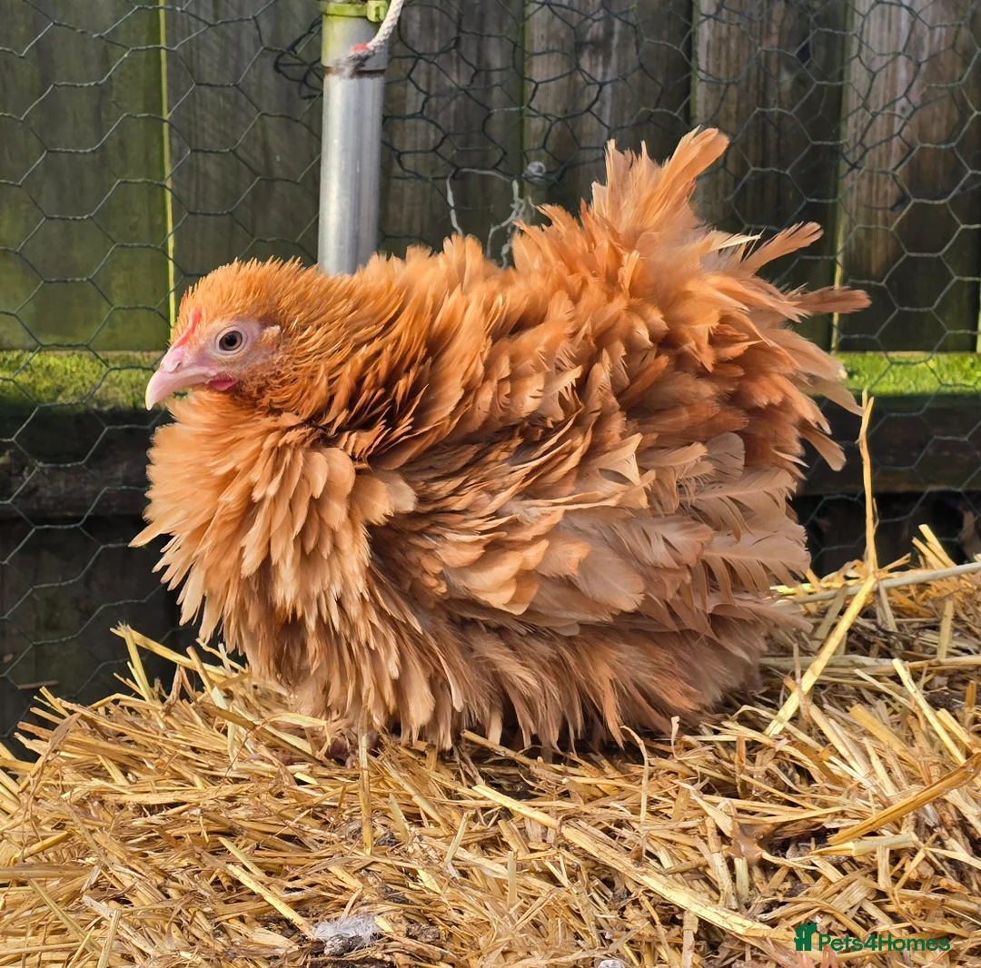 Chickens poultry for sale: Chicks & Chickens - Advert 10