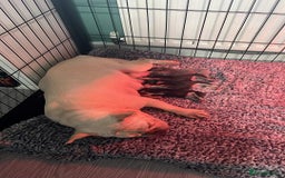 French Bulldog dogs for sale: 5 girls  - Image 5