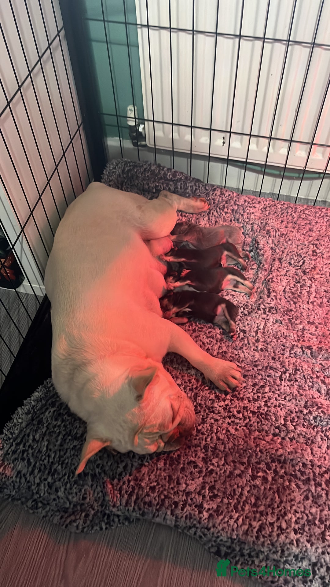 French Bulldog dogs for sale: 5 girls  - Image 5