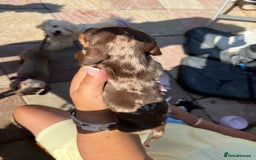 Miniature Dachshund dogs for sale: Beautiful miniature dachshund pups  - Image 3
