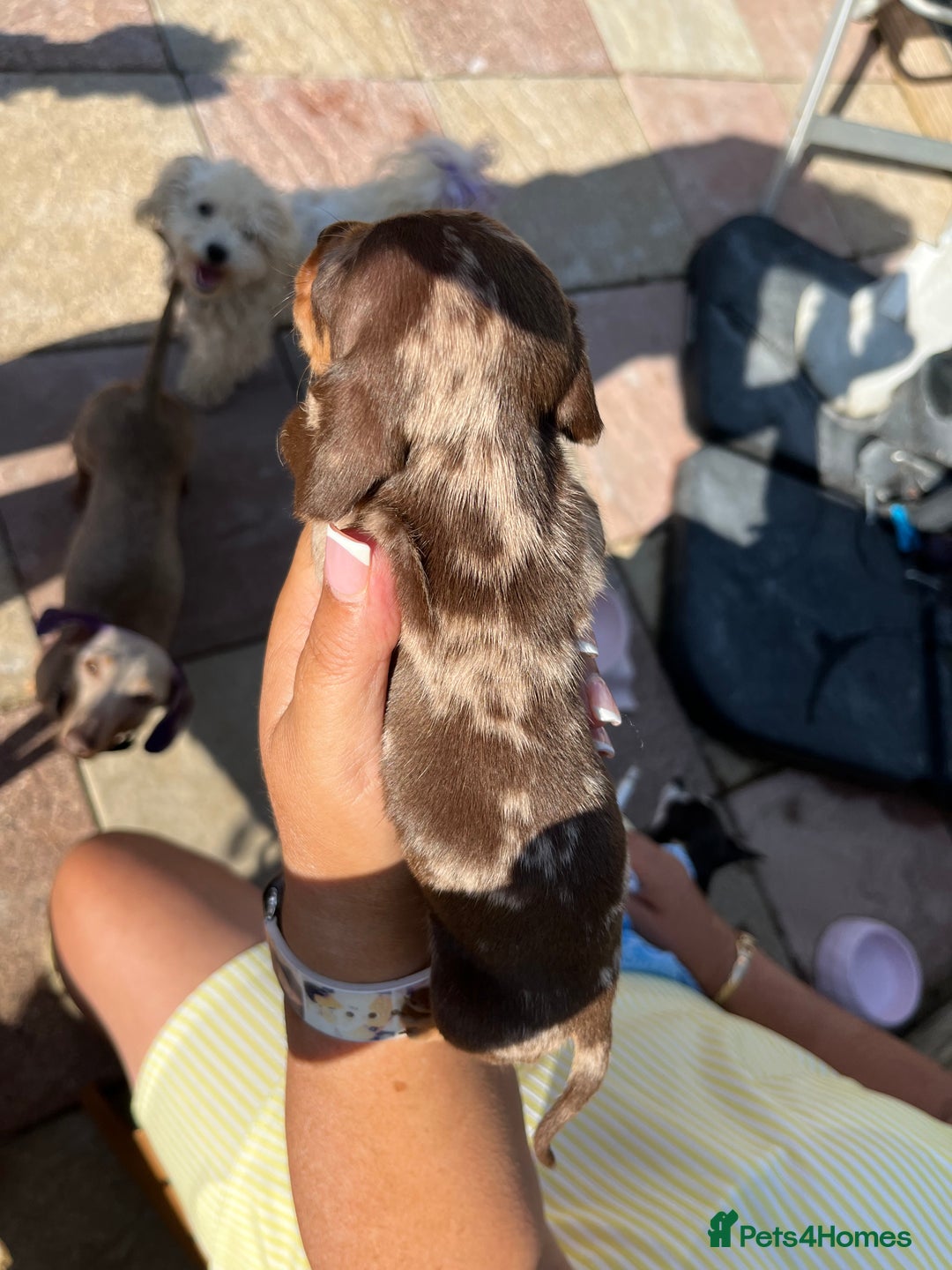 Miniature Dachshund dogs for sale: Beautiful miniature dachshund pups  - Image 3