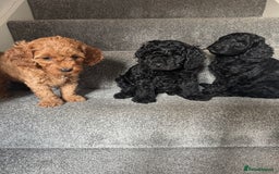 Mixed Breed dogs for sale: 3 Puppies Available Cavapoo / Cockapoo puppies  - Image 2
