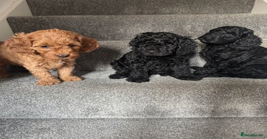 Mixed Breed dogs - Advert 10