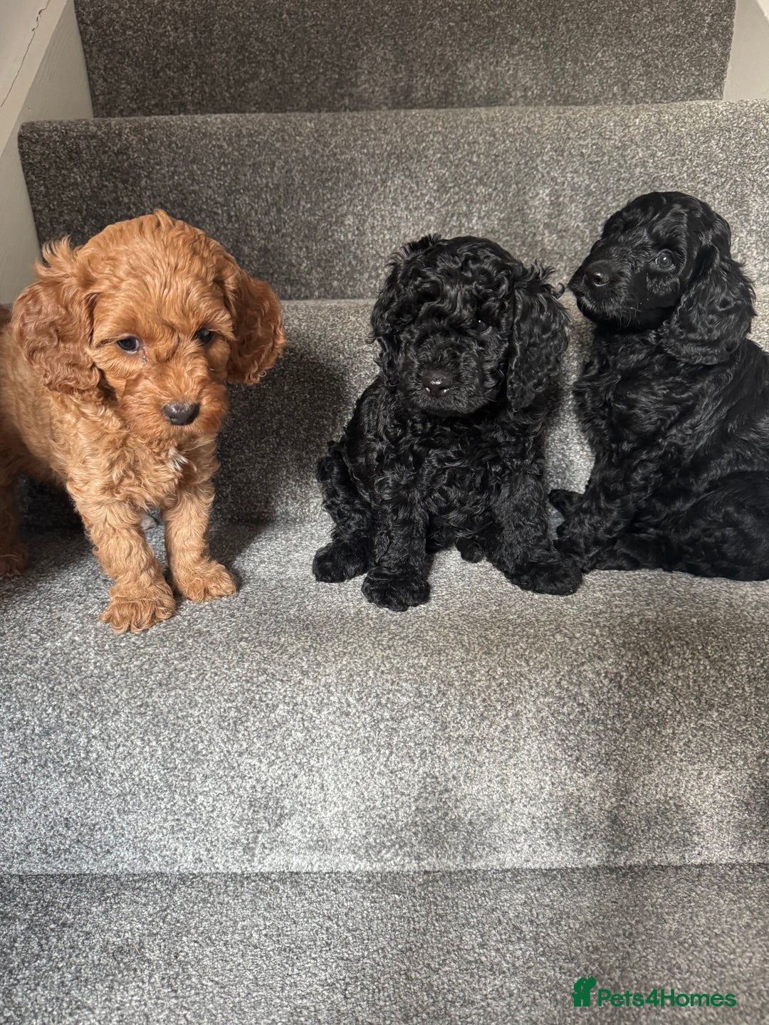 Mixed Breed dogs for sale: 3 Puppies Available Cavapoo / Cockapoo puppies  - Image 2