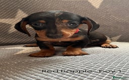 Dachshund dogs for sale:  !!Reduced!!READY TO LEAVE!! miniature dachshunds  - Image 5