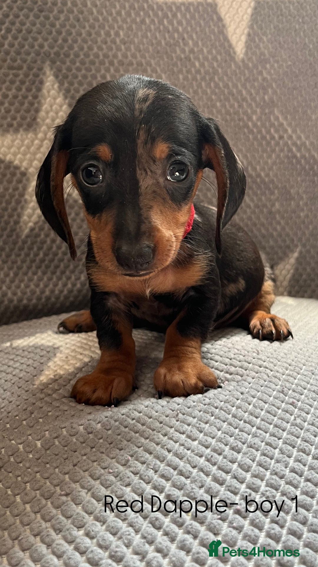 Dachshund dogs for sale:  !!Reduced!!READY TO LEAVE!! miniature dachshunds  - Image 5