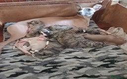 Whippet dogs for sale: Top Class Whippet Puppies - Image 12
