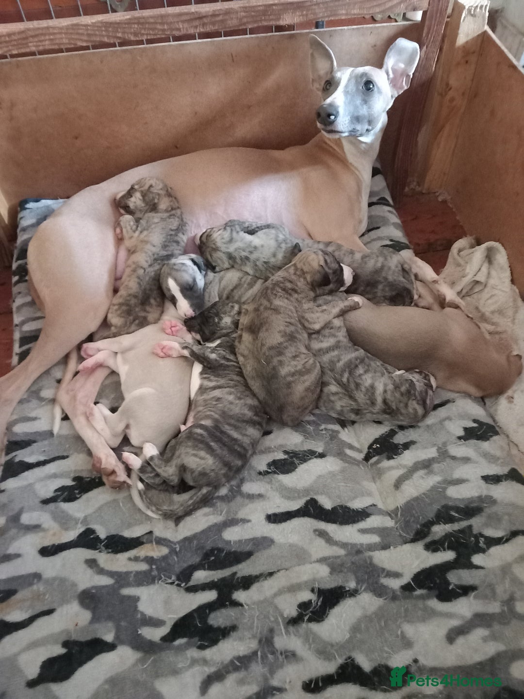 Whippet dogs for sale: Top Class Whippet Puppies - Image 12