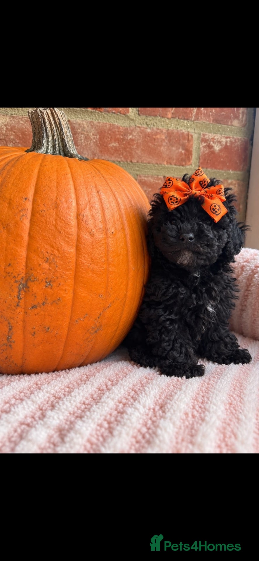 Maltipoo dogs for sale: 🧸 Adorable Maltipoo Puppies 🧸 - Advert 2