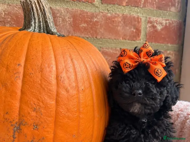 Maltipoo dogs for sale: 🧸 Adorable Maltipoo Puppies 🧸 - Advert 2