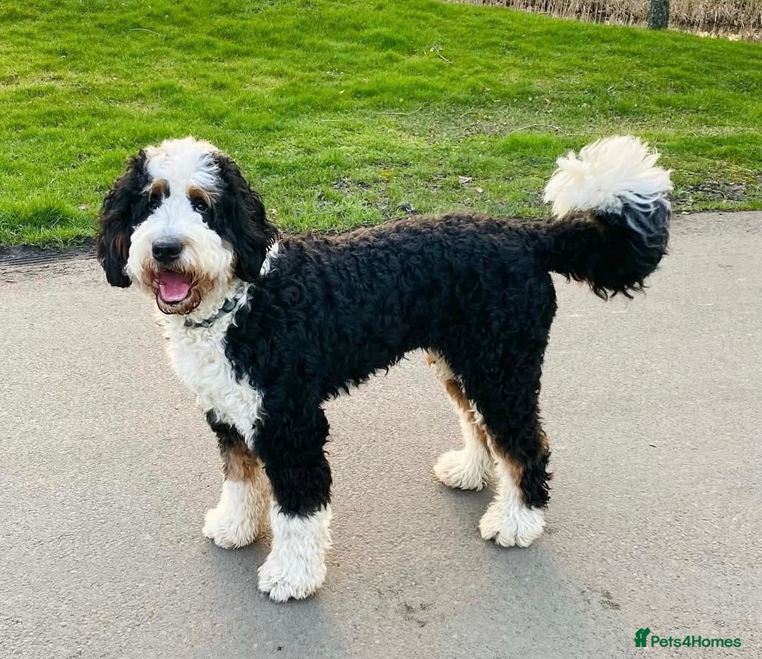 Mixed Breed dogs for sale: Golden Bernedoodles 🐶 - Advert 3