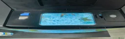Gouramis fish for sale: tank and fish + accessories for sale in London - Advert 2