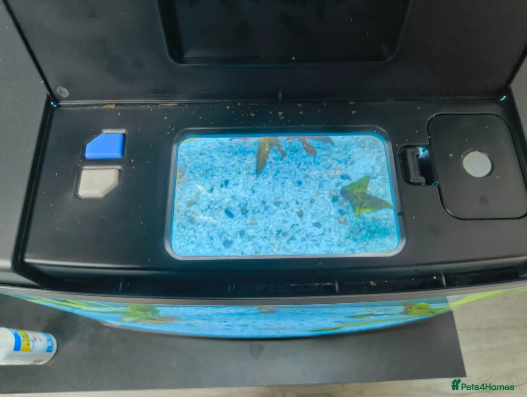 Gouramis fish for sale: tank and fish + accessories for sale in London - Advert 2