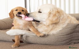 Golden Retriever dogs for stud: Fully health tested therapy dog  - Image 9